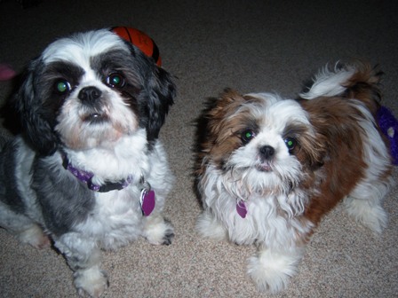 Ginger Shih Tzu